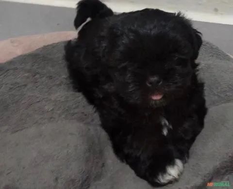 Shitzu mini Preto Raro - Foto 3