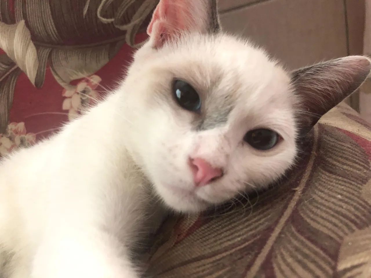 Gatinho para doação  - Foto 4
