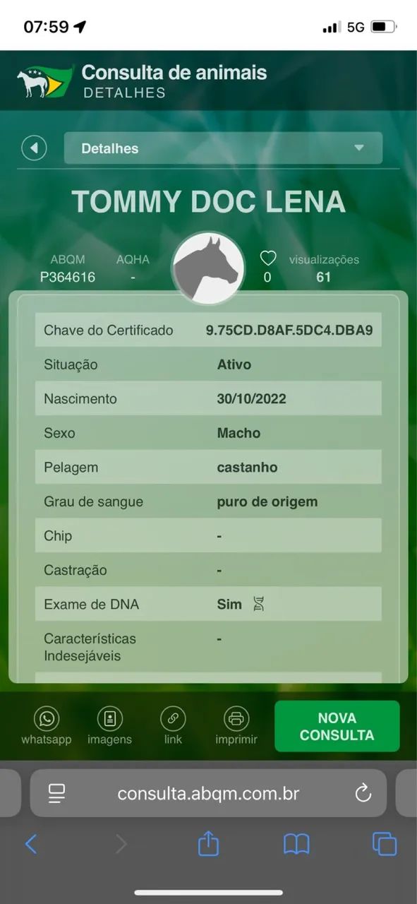 Cavalo Qm Registrado  - Foto 5
