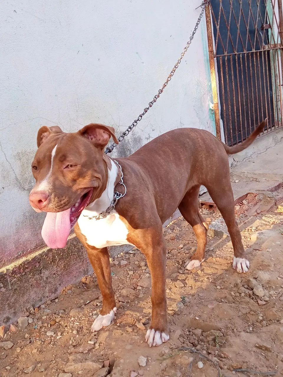 Doação responsável!  - Foto 3