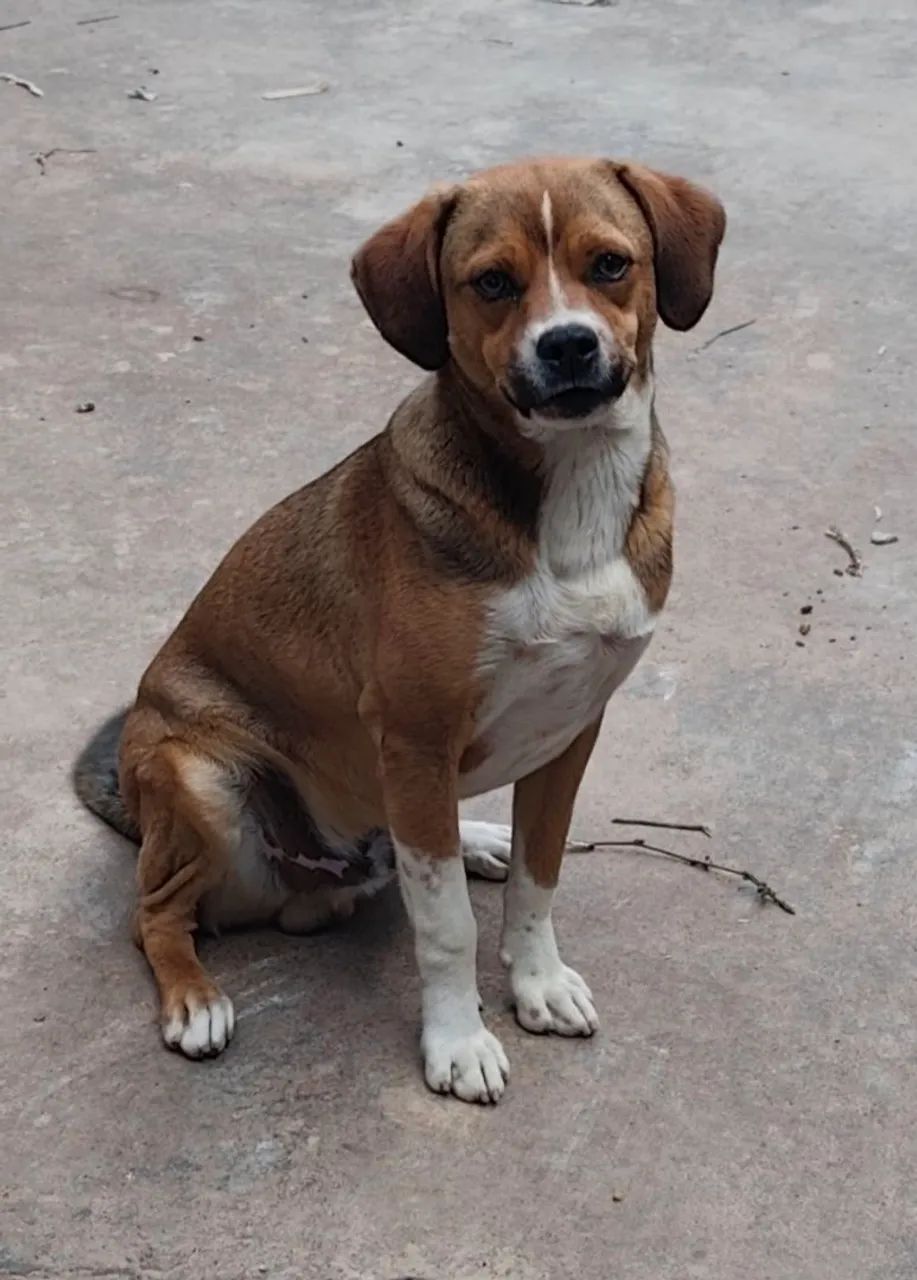 Cachorro macho para adoção  - Foto 2