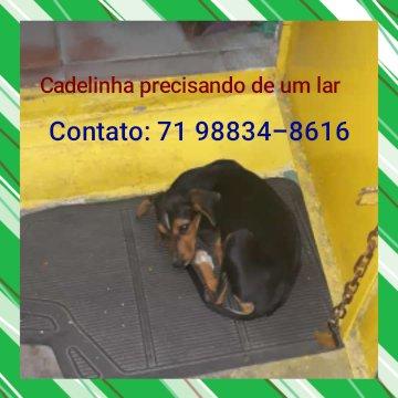 Cadelinha precisando de um lar