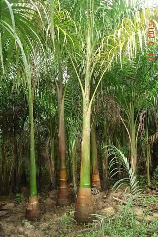 Palmeira imperial