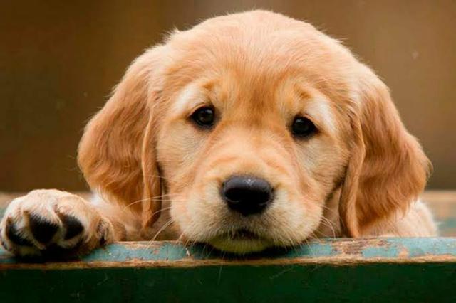 Golden retriever disponível a pronta entrega chama no Whats