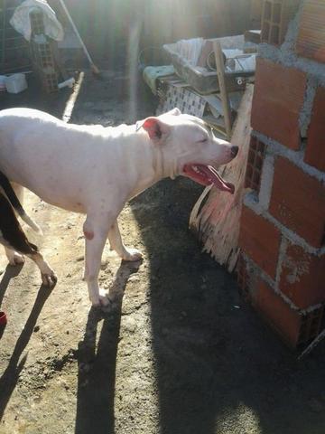 Pitbull apbt com red nose - Foto 3