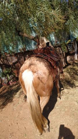 Vendo cavalo Qm puro tp - Foto 4