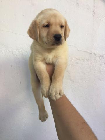 Labrador com auxilio veterinário 24h *