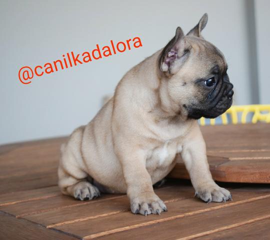Filhotes de Bulldog frances com pedigree - Foto 2