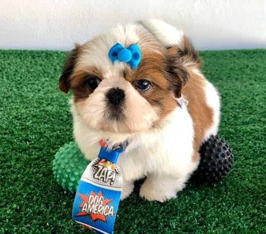Shihtzu Machinho Padrão Europeu "mini" Disponíveis