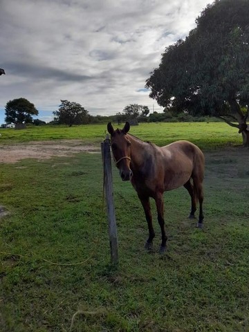 ÉGUA MANGOLINA 