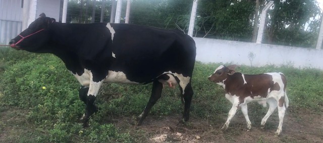 Mini vaca 