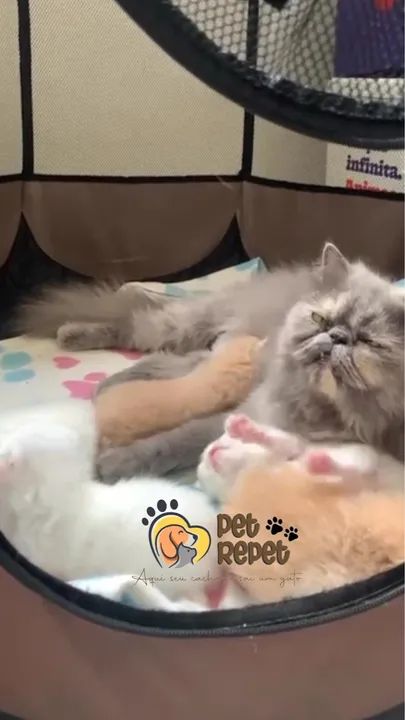 Gato persa padrão show filhote  - Foto 3