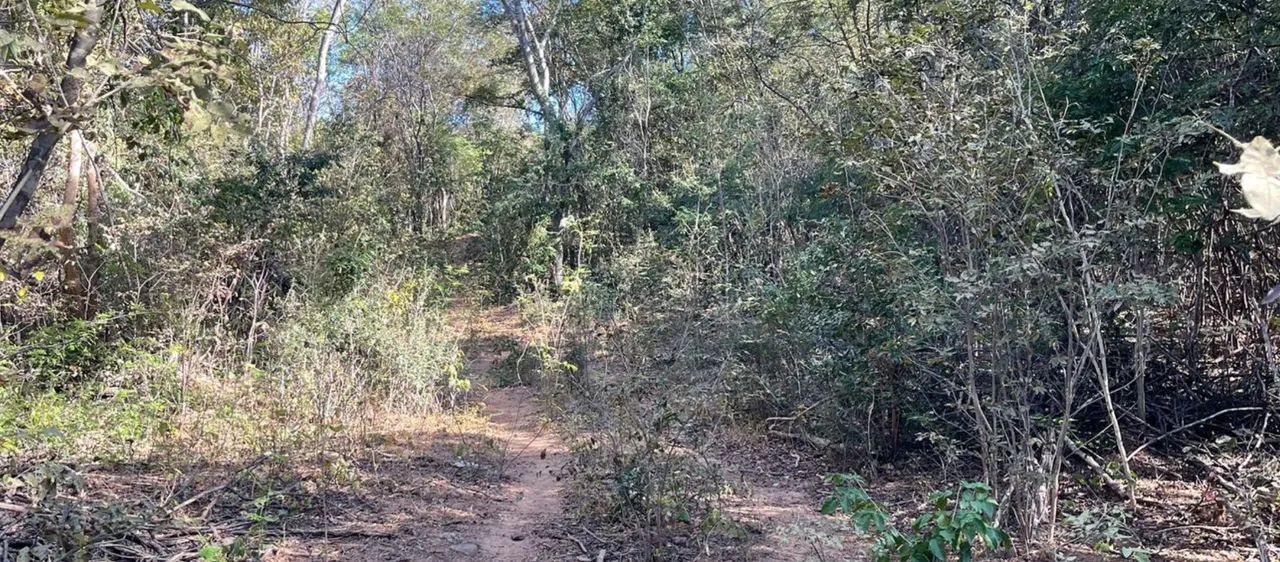 Area 240 Hecatres!! Escriturada e Geo Referenciada!!!Aceita veiculo e Imovel... - Foto 4