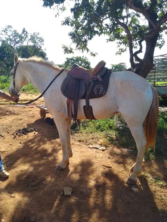 Égua mestiça de QM-  Animal Domado - Foto 3