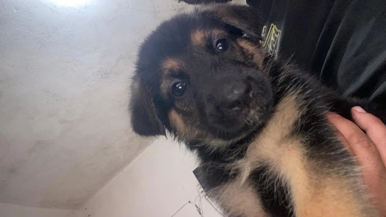 Filhotes de Pastor Alemão - Foto 3