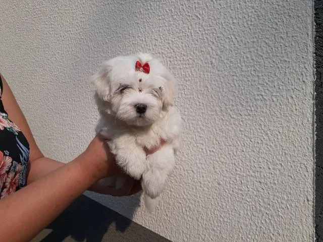 Maltês mini lindos filhotes machinho e femea