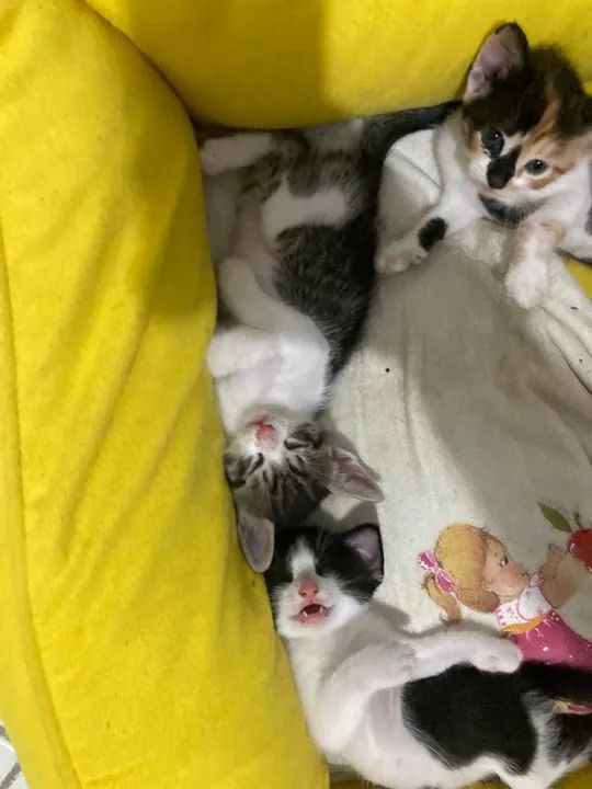 Gatinhos fofinhos para adoção - Foto 3