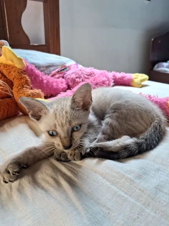 Gatinha fofa para adoção  - Foto 4