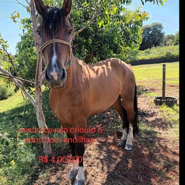 Cavalo crioulo  - Foto 2