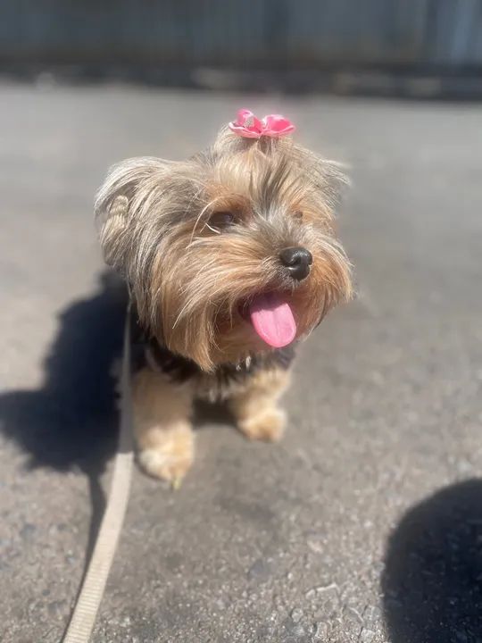 Precisando educar seu cãozinho? Adestramento Presencial. - Foto 4