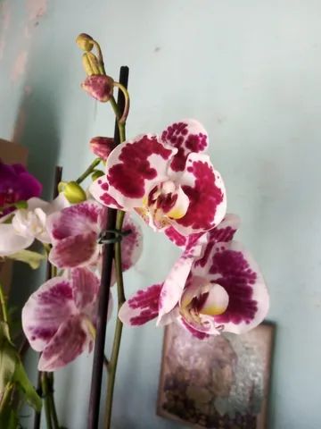 Mudas de Plantas para revenda - Foto 2