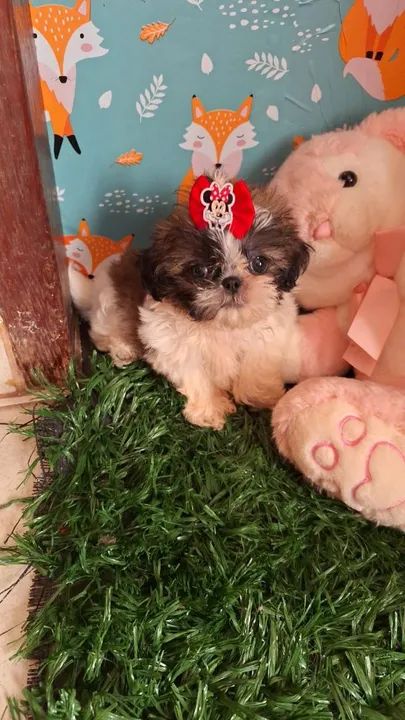 Shitzu (pagamento somente na entrega ) - Foto 2