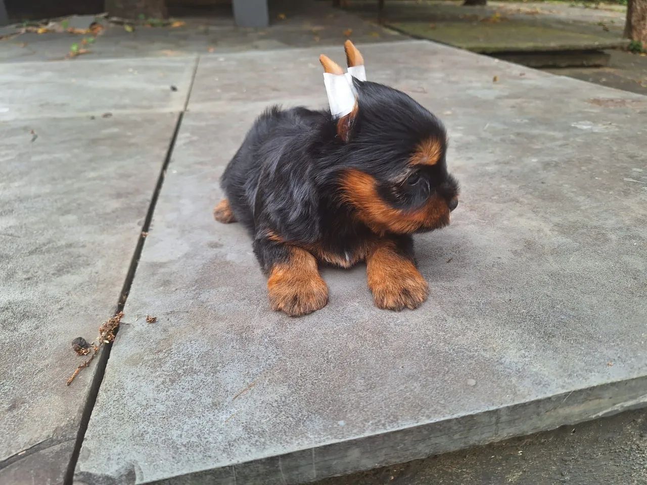 Lindos e fofinhos filhotes de Yorkshire bibelô baby face raridadede encontrar! - Foto 6