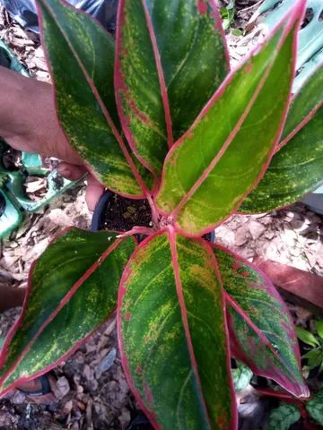 Mudas de Plantas para revenda - Foto 4