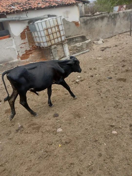 vendem-se 05 bezerros - Foto 3