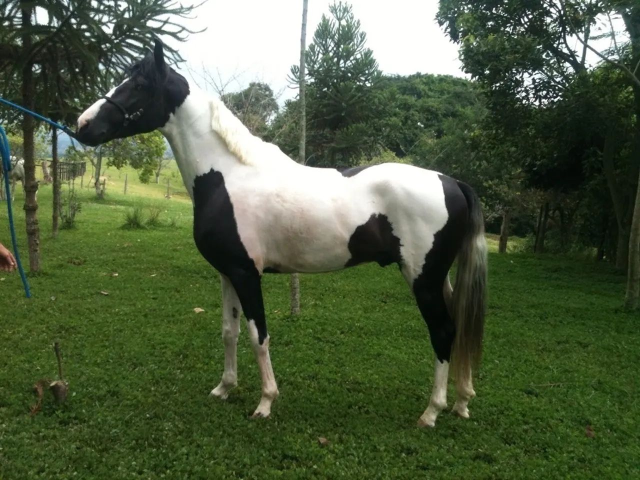 Venda de garanhão Mangalarga