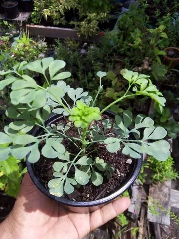Mudas de Plantas para revenda - Foto 5