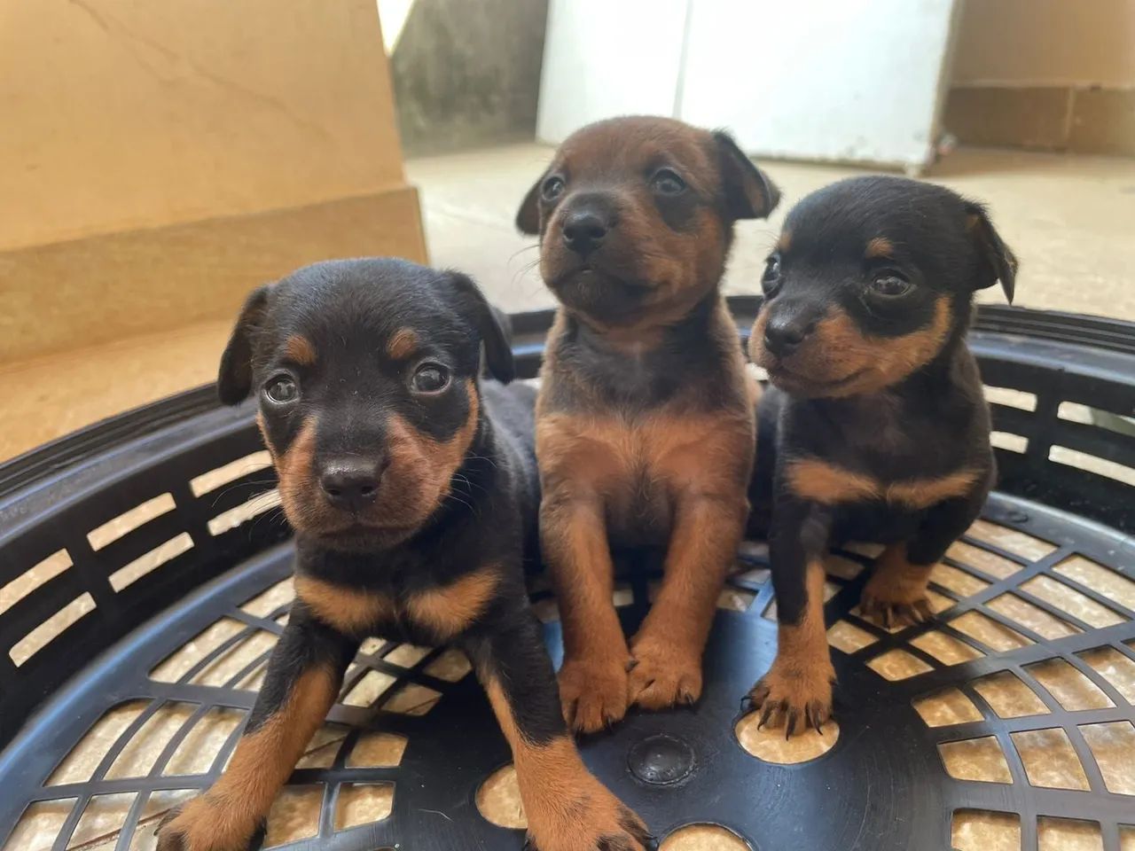 3 filhotes de Pinscher