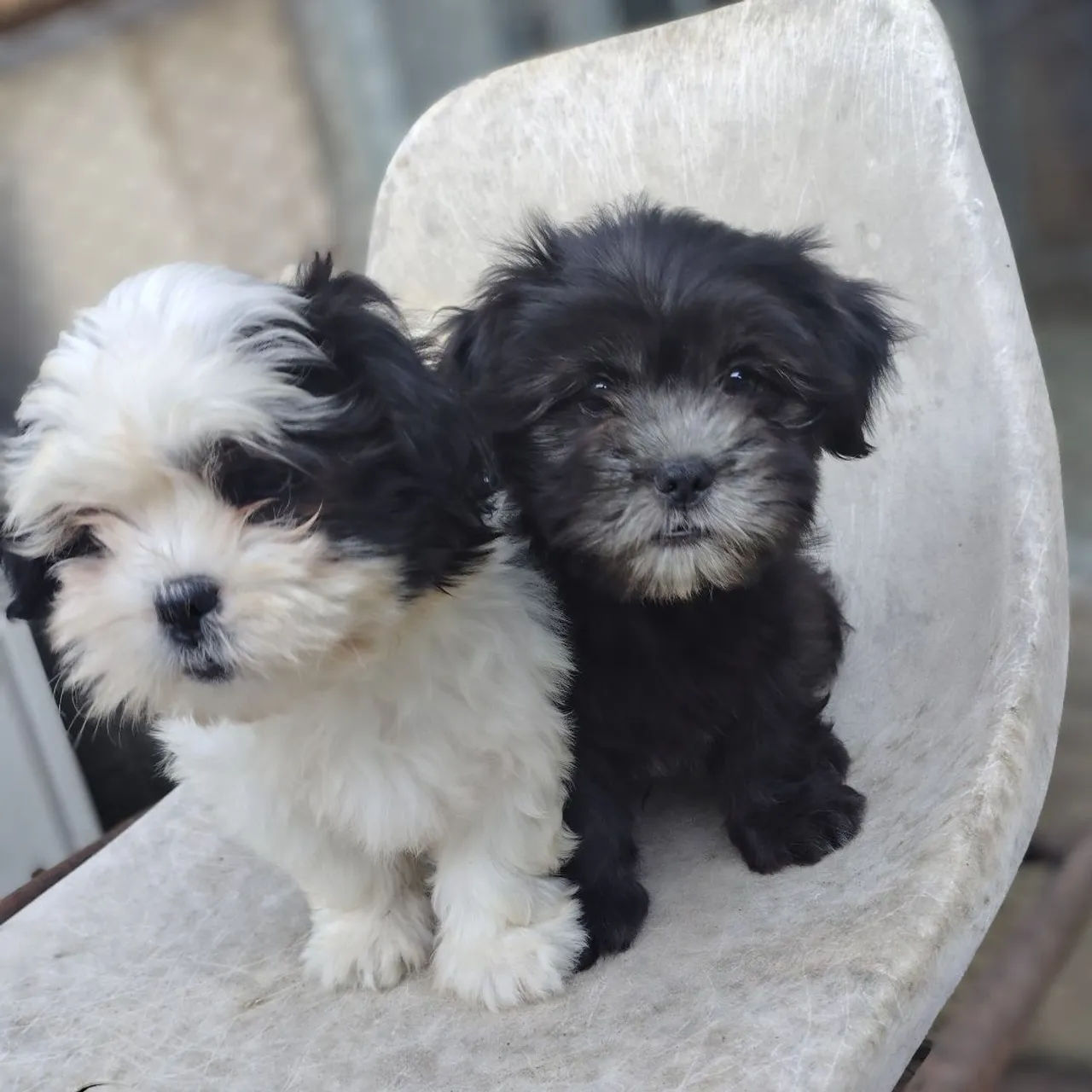 Filhotes de Lhasa Apso