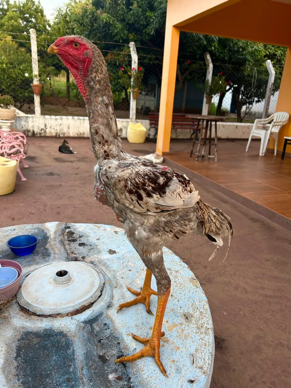 Índio gigante