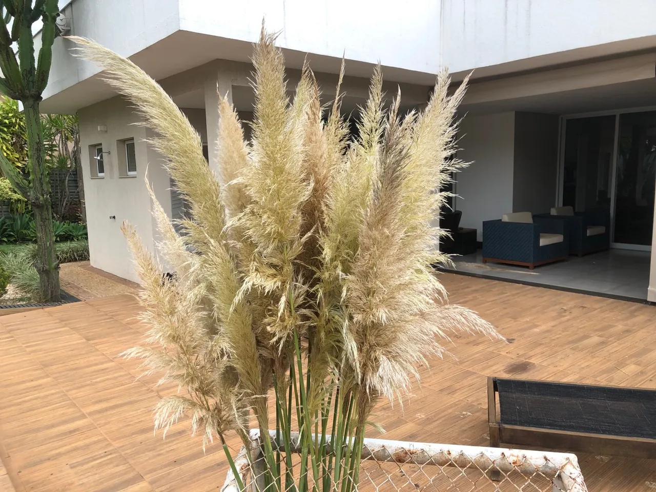 Capim dos Pampas Natural
