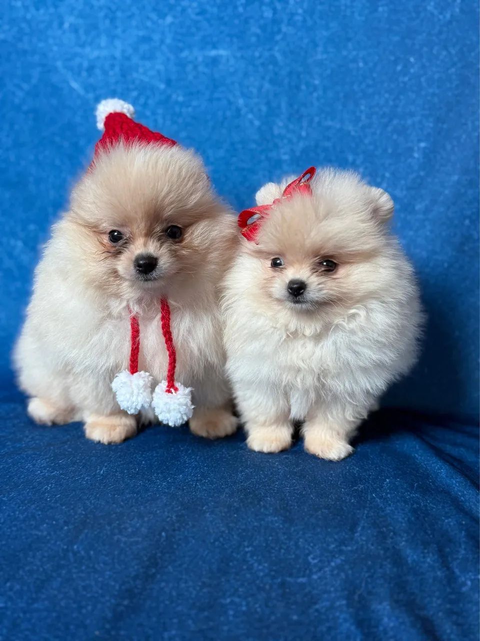 Filhotes de Spitz alemão  - Foto 2