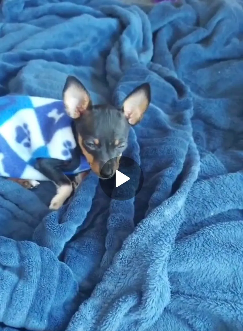 Filhote Pinscher para adoção