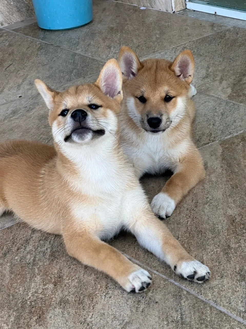 2 filhotes machos de Shiba Inu de pelagem vermelha!