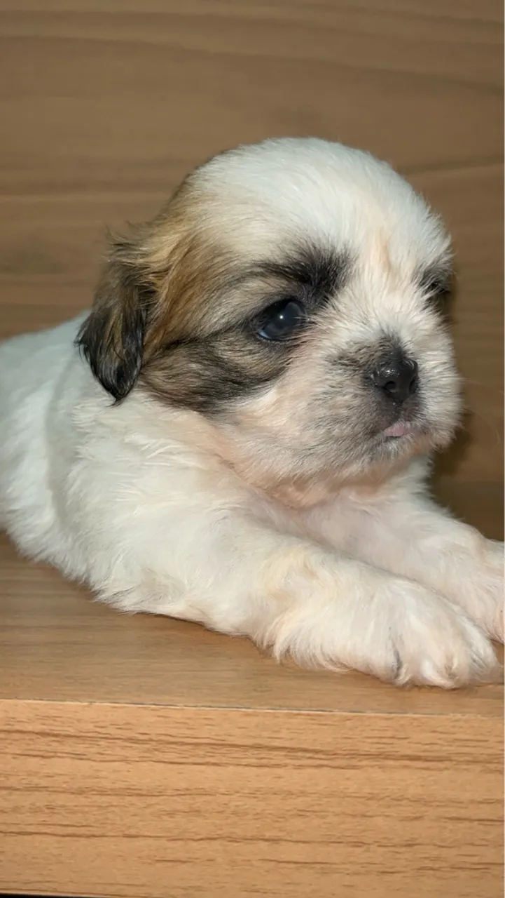 Filhote Shih Tzu FÊMEA