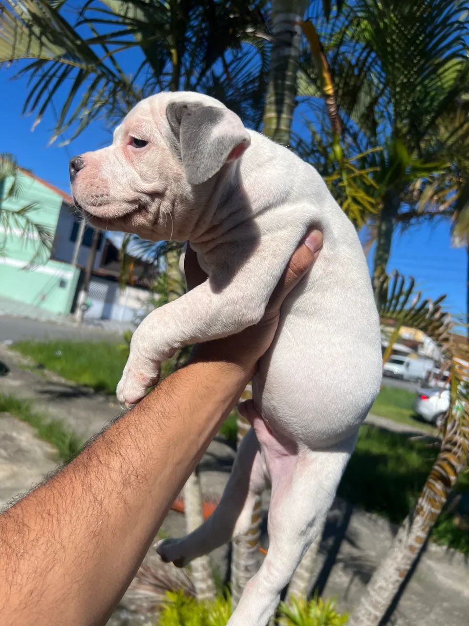 American bully c/ Pedigre  - Foto 4