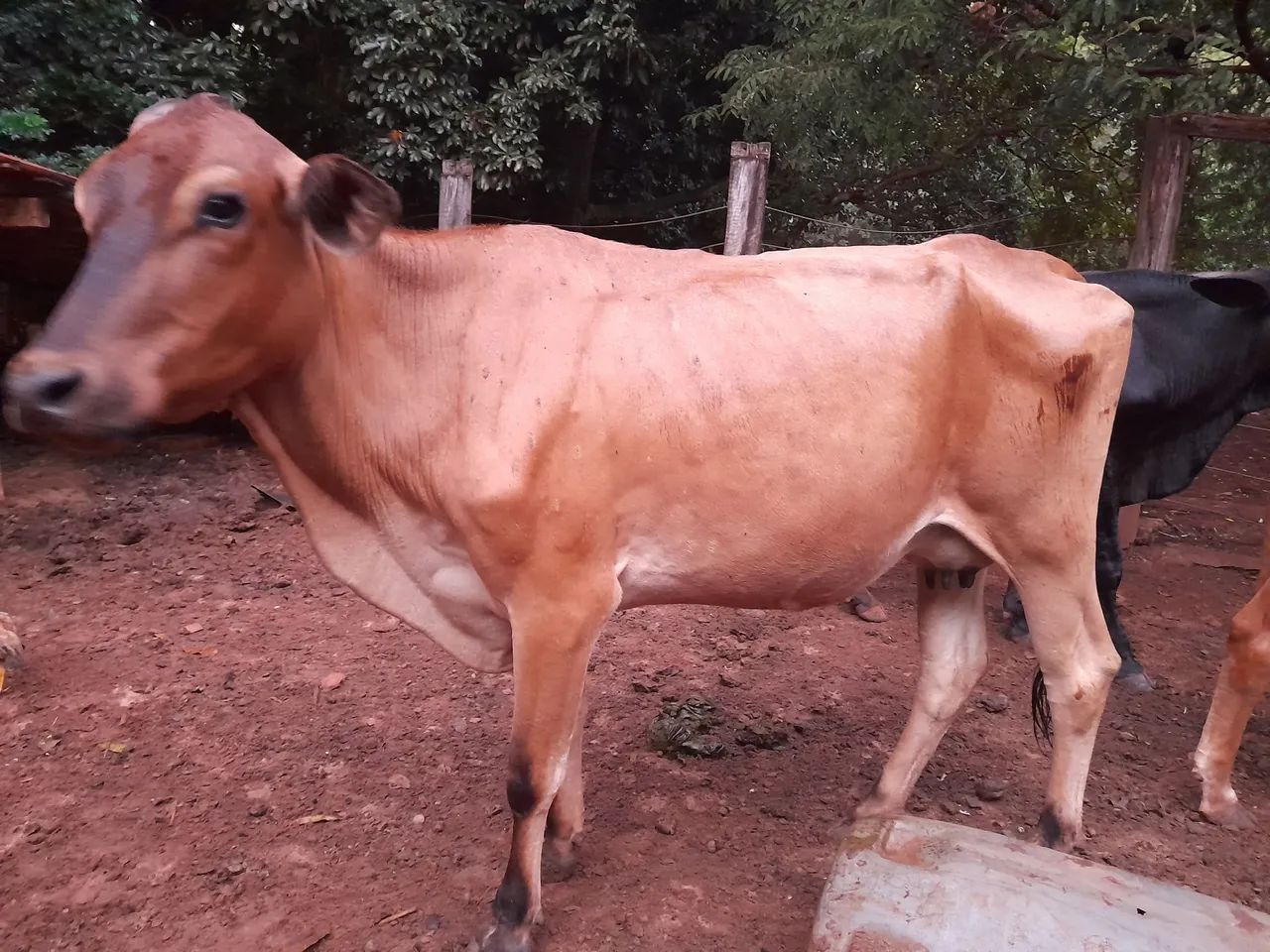 Vaca e um garrote p vender  - Foto 5