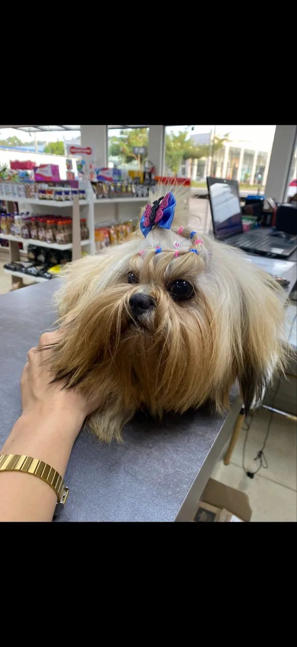 Filhotes de shi tzu - Foto 2