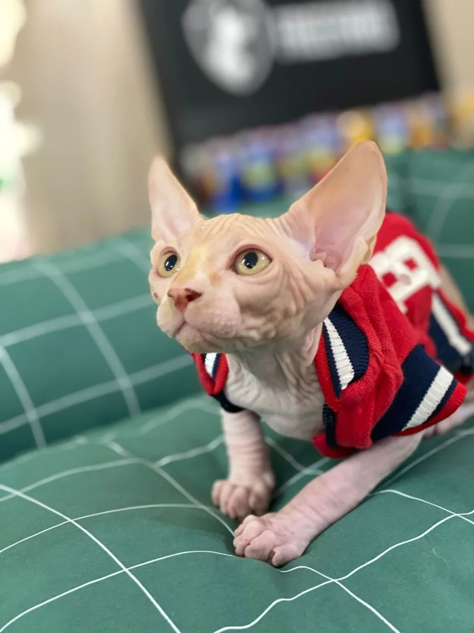 Gatos Sphynx - raros e dóceis