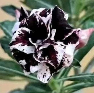 Rosa do deserto: mutante(envio pelo site) - Foto 2