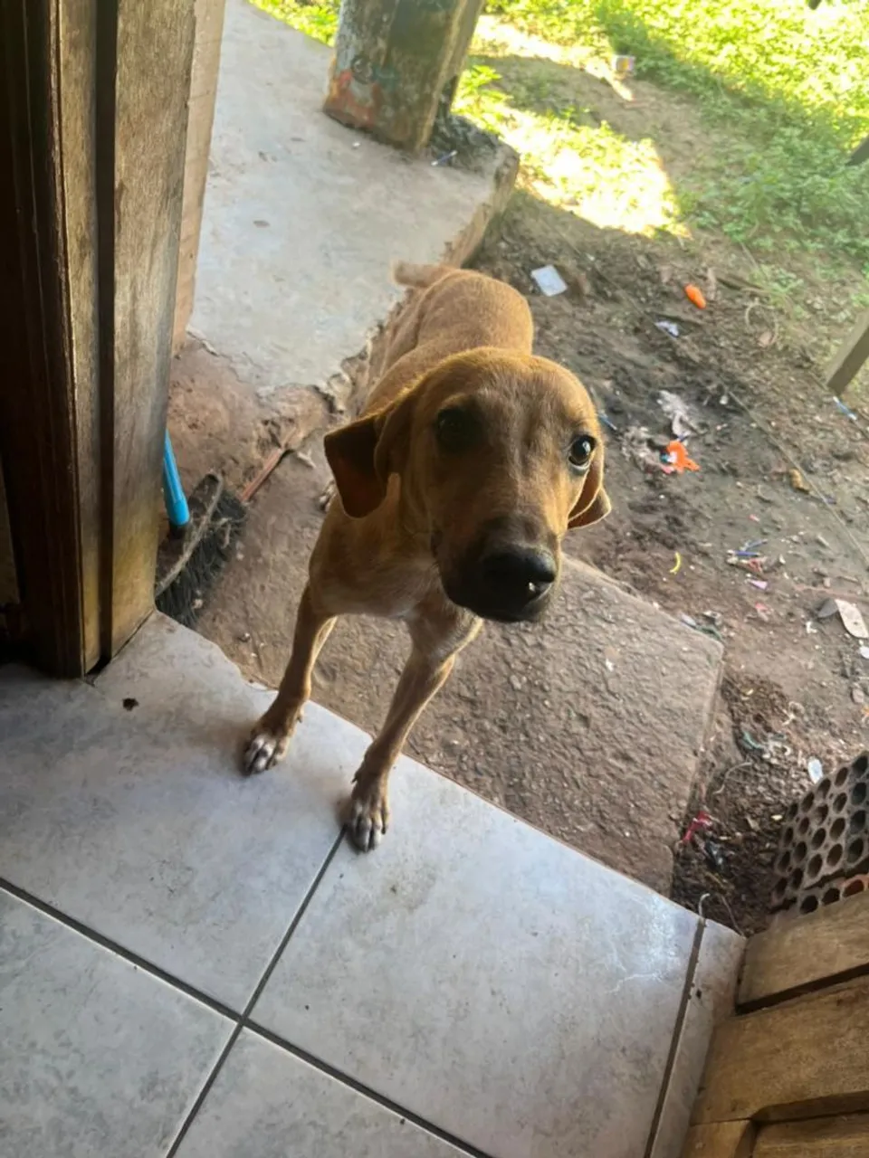 Cachorro caramelo para adoção