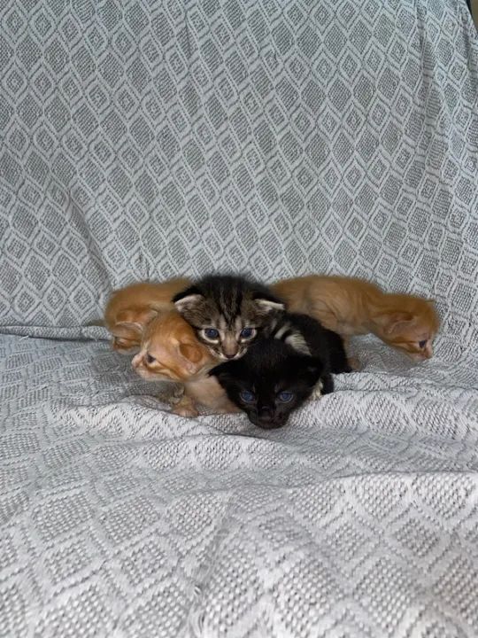 Gatinhos fofinhos para adoção 1 mês 