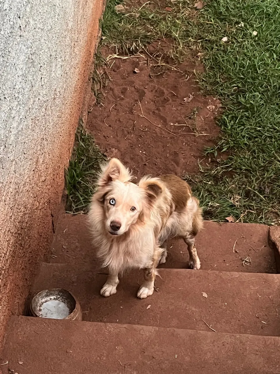 Fêmea - Border Collie