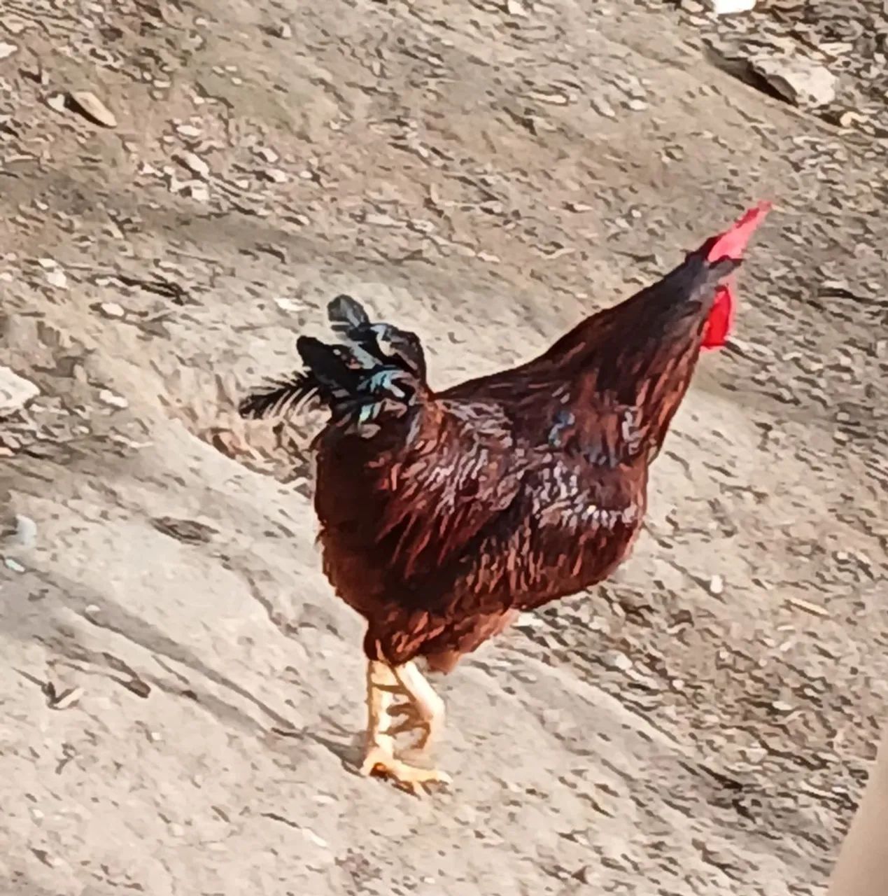 Galo rhodia island red  - Foto 2