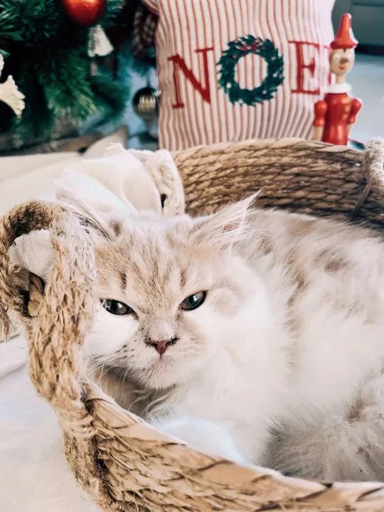 Gatinha persa - Foto 2