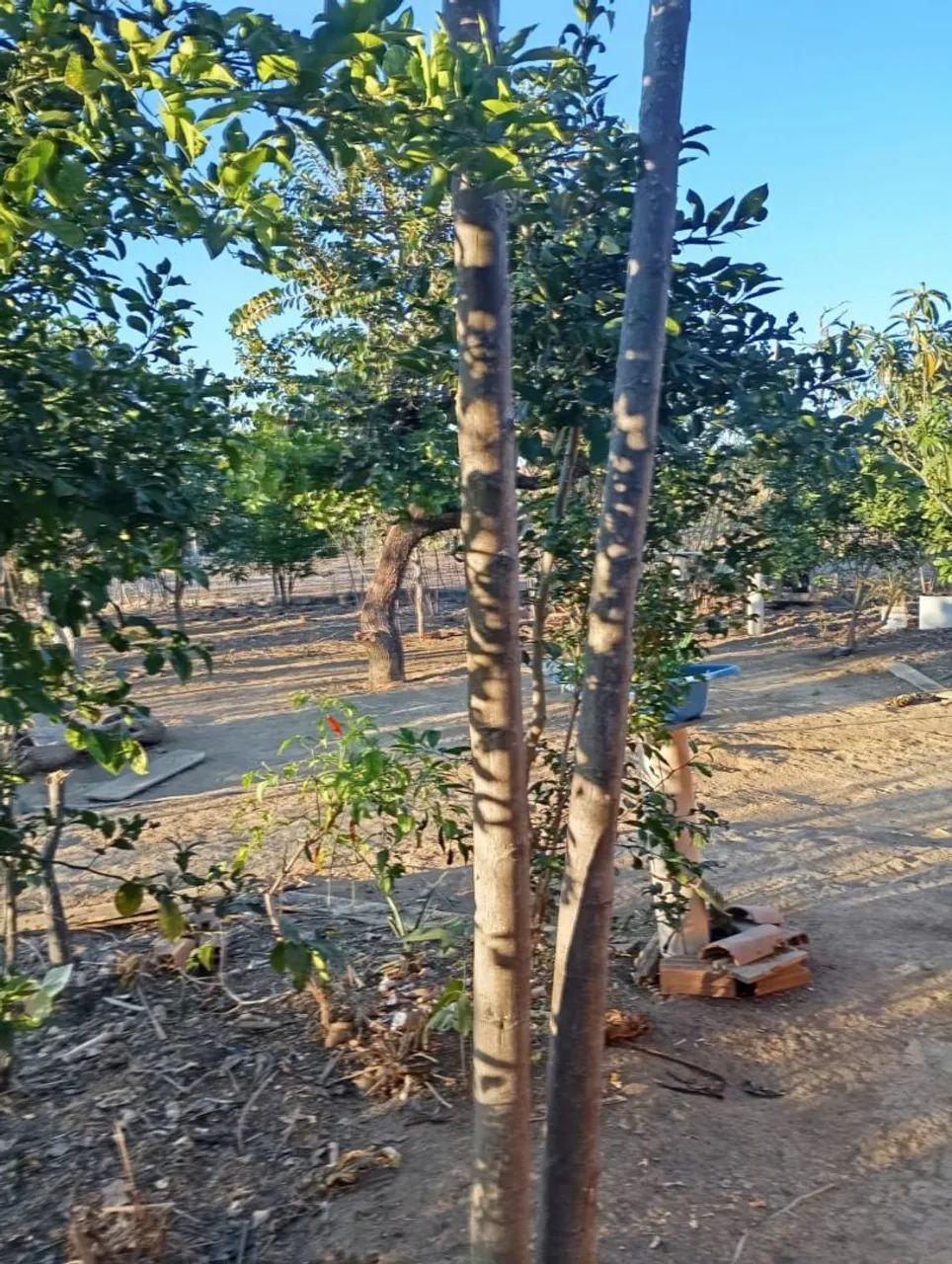 Chácara 2.000² entre Anápolis e Abadiânia.  - Foto 5